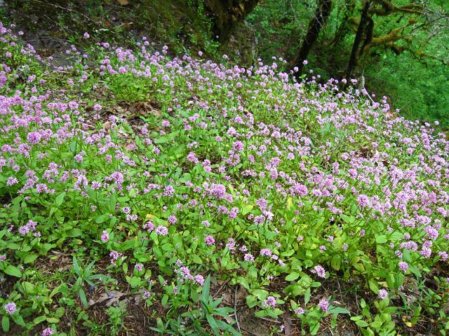 Eagle Creek-110.JPG - Eagle Creek